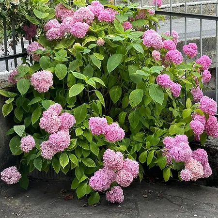 Guesthost - La Perla Apartament