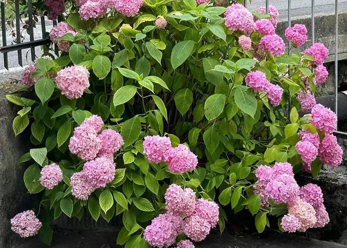 Guesthost - La Perla Апартаменты